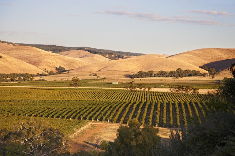 Barossa Valley Vineyard