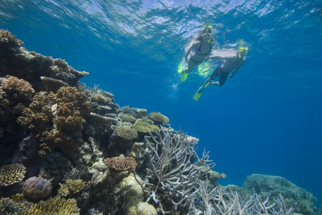 Coral Great Barrier Reef