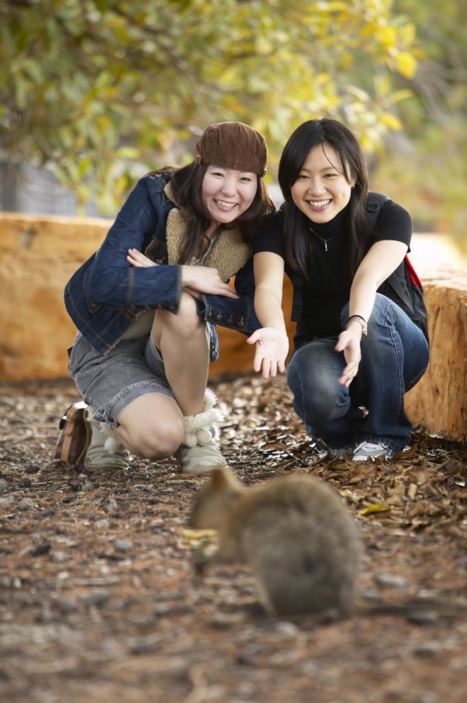 Rottnest Island quokkas, Perth Western Australia