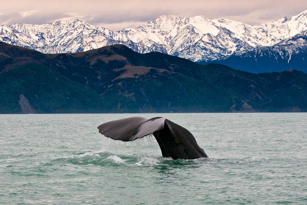 Winter Whales, Kaikoura New Zealand