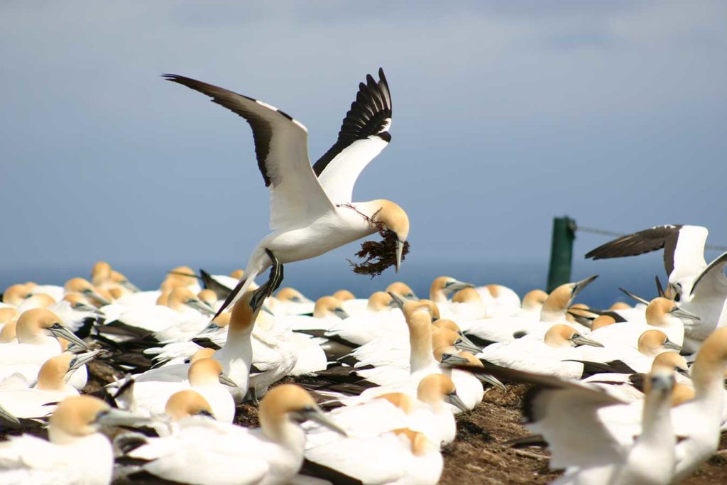 Cape Kidnappers Gannet Tour