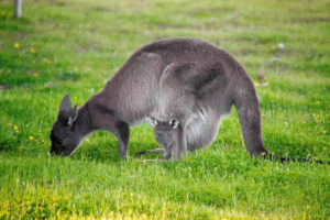 Kangaroo and baby