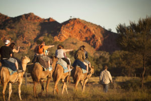 Pyndam Camel Tracks Alice Springs